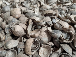 Muschelschalen Muschelkalk